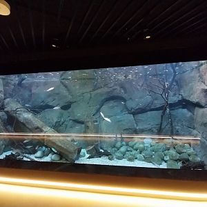 Egzotarium Sosnowiec - Polish Rivers