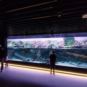 Egzotarium Sosnowiec - Amazon aquarium