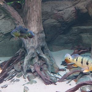 Egzotarium Sosnowiec - Amazon aquarium - Tucanare Peacocl Bass (Cichla monoculus)
