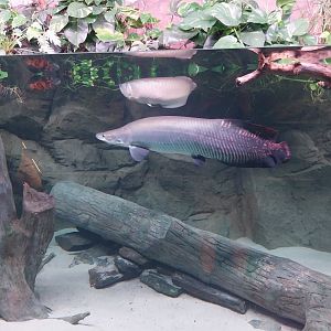 Egzotarium Sosnowiec - Amazon aquarium - Arapaima (Arapaima gigas) and Silver arowana (Osteoglossum bicirrhosum)