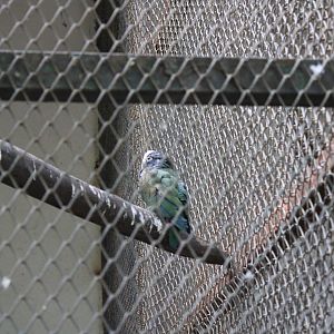 White-crowned Pionus (Pionus senilis)