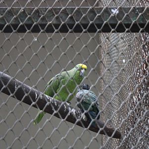 Yellow-crowned amazon (Amazona ochrocephala)