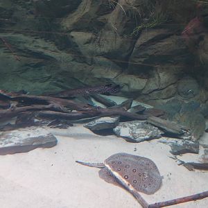 Egzotarium Sosnowiec - Alligator Gar (Atractosteus spatula) and Ocellate River Stingray (Potamotrygon motoro)
