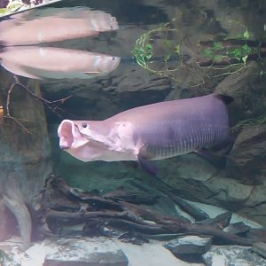 Egzotarium Sosnowiec - Amazon aquarium - Silver Arowana (Osteoglossum bicirrhosum)