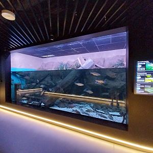 Egzotarium Sosnowiec - Northern Pike aquarium