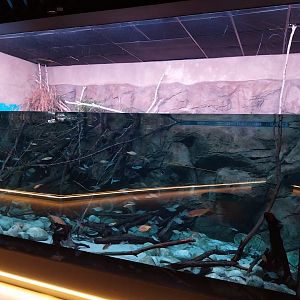 Egzotarium Sosnowiec - Polish river community aquarium