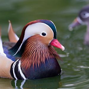 Mandarin duck, Thrigby Hall, UK