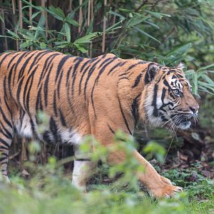 Sumatran tiger, Thrigby Hall, UK