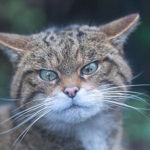 Scottish wildcat, Thrigby Hall, UK