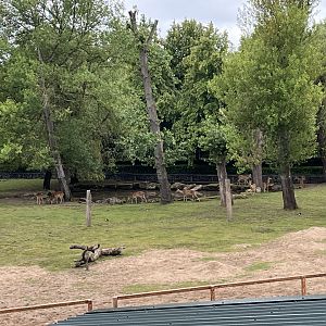 Brow-antlered deer herd 29.6.24