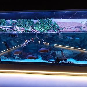Egzotarium Sosnowiec - Pacu & Redtailed Catfish aquarium