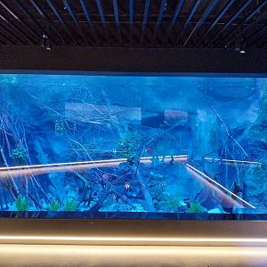 Egzotarium Sosnowiec - South American tetra aquarium