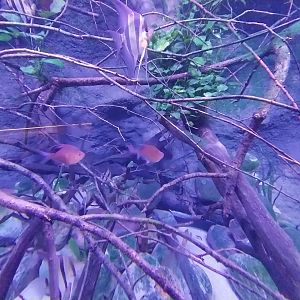 Egzotarium Sosnowiec - Sputh American tetra aquarium - Bloodspot Tetra (Hyphessobrycon erythrostigma)