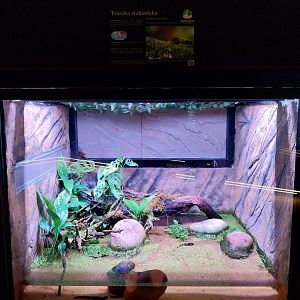 Egzotarium Sosnowiec - Amami Sword-tailed newt terrarium