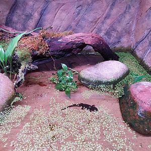 Egzotarium Sosnowiec - Amami Sword-tailed newt (Cynops ensicauda ensicauda)