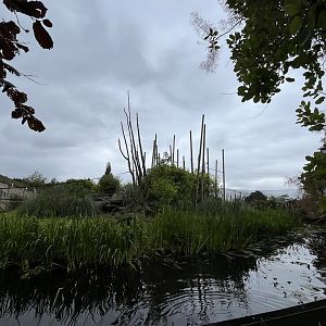 Lion-tailed macaque island 29.6.24