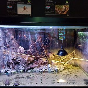 Egzotarium Sosnowiec - European Pond Turtle (Emys orbicularis) and Wasp Spider (Argiope bruennichi) exhibit
