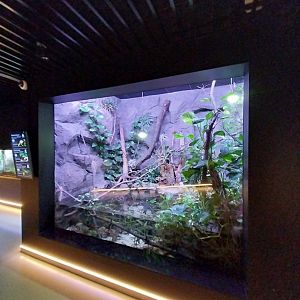 Egzotarium Sosnowiec - South America Tetra and Catfish aquarium