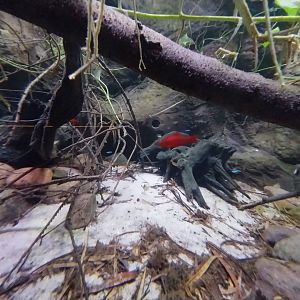 Egzotarium Sosnowiec - South America Tetra and Catfish aquarium - Red Coral Platy