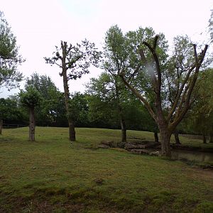 Indian rhinoceros and brow-antlered deer enclosure 29.6.24