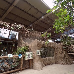 View of North Luzon giant cloud rat enclosure in the elephant house 29.6.24