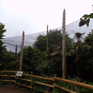 Spotted Laughingthrush, Collared Grosbeak, Silver-eared Mesia and Satyr trogopan aviary Silver-eared 29.6.24