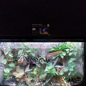 Egzotarium Sosnowiec - Blue Poison Dart Frog (Dendrobates tinctorius var. 'Azureus') exhibit