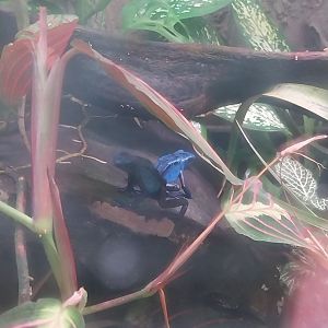 Egzotarium Sosnowiec - Blue Poison Dart Frog (Dendrobates tinctorius var. 'Azureus')