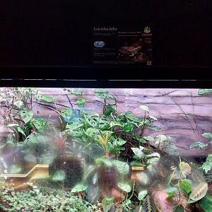 Egzotarium Sosnowiec - Golden Poison Frog (Phyllobates terribilis) exhibit