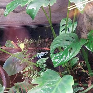 Egzotarium Sosnowiec - Golden Poison frog 'Mint green' color morph (Phyllobates terrribilis)