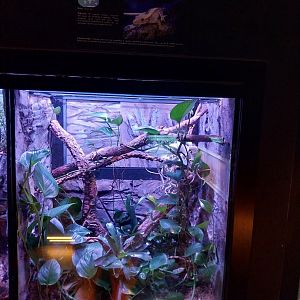 Egzotarium Sosnowiec - Creste Gecko (Correlophus ciliatus) exhibit