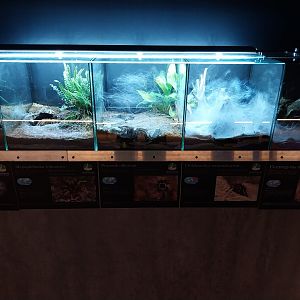 Egzotarium Sosnowiec - Tarantula species