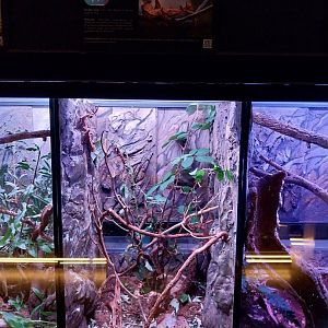 Egzotarium Sosnowiec - Giant Prickly Stick Insect (Extatosoma tiaratum)