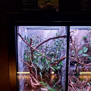 Egzotarium Sosnowiec - Black Beauty Stick Insect (Peraphasma schulteri)