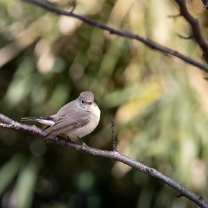 Red Breasted Flycatcher