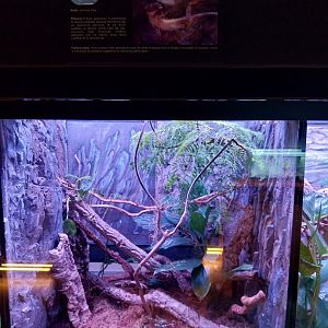 Egzotarium Sosnowiec - White-striped Gecko (Gekko vittatus) terrarium