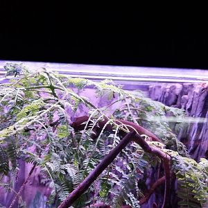 Egzotarium Sosnowiec - White-striped Gecko (Gekko vittatus)