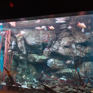 Egzotarium Sosnowiec - Southeast Asia aquarium