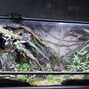 Egzotarium Sosnowiec - Green and Black Poison Dart Frog (Dendrobates auratus) terrarium