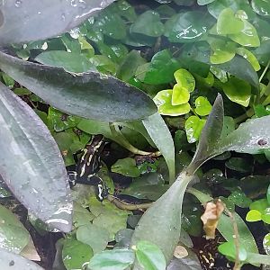 Egzotarium Sosnowiec - Green and Black Poison Dart Frog (Dendrobates auratus)