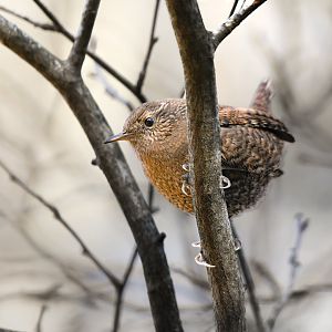 Eurasian Wren ~ Kumoba Pond, Karuizawa