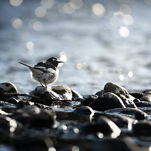 Japanese Wagtail ~ Futako Tamagawa