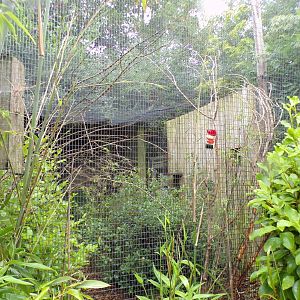 Prevost’s squirrel enclosure 29.6.24
