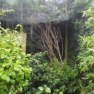 Prevost’s squirrel enclosure 29.6.24