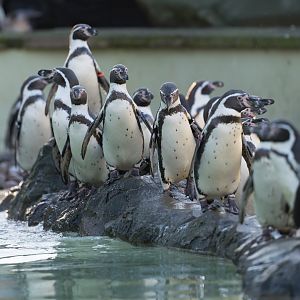 Humboldt penguins, Twycross, UK