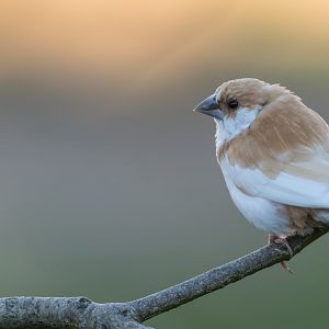 Society finch, Twycross, UK