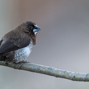 Society finch, Twycross, UK