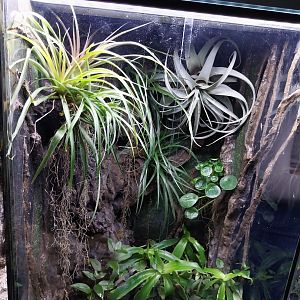 Egzotarium Sosnowiec - Anthonys poison-arrow frog or Phantasmal Poison frog terrarium