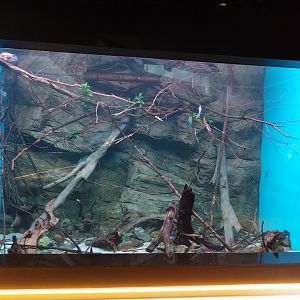 Egzotarium Sosnowiec - South America Cichlids