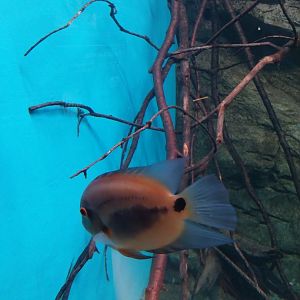Egzotarium Sosnowiec - South America Cichlids - Uaru (Uaru amphoacantoides)
